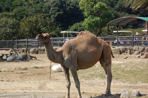DSC_0161e.jpg